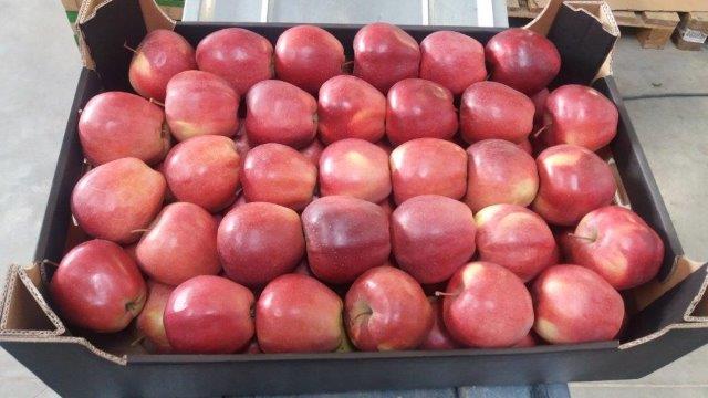 Prima 2000 Äpfel, Birnen, Pflaumen, Fruchtexport, Gemüse 13