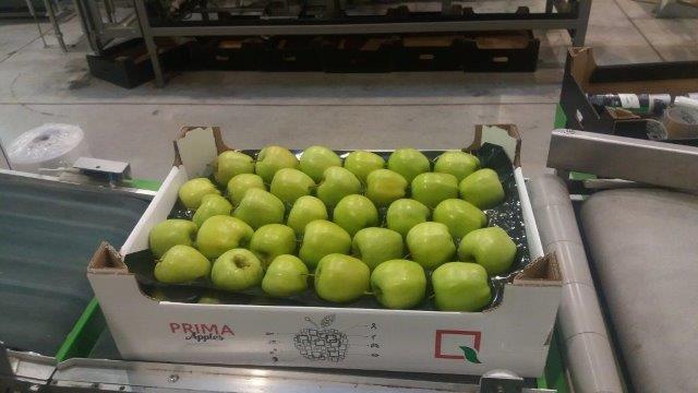 Prima 2000 Äpfel, Birnen, Pflaumen, Fruchtexport, Gemüse 16