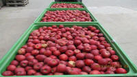 Prima 2000 Äpfel, Birnen, Pflaumen, Fruchtexport, Gemüse 01