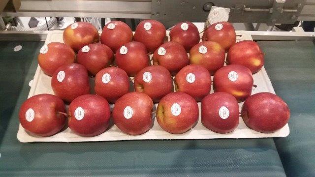 Prima 2000 Äpfel, Birnen, Pflaumen, Fruchtexport, Gemüse 04